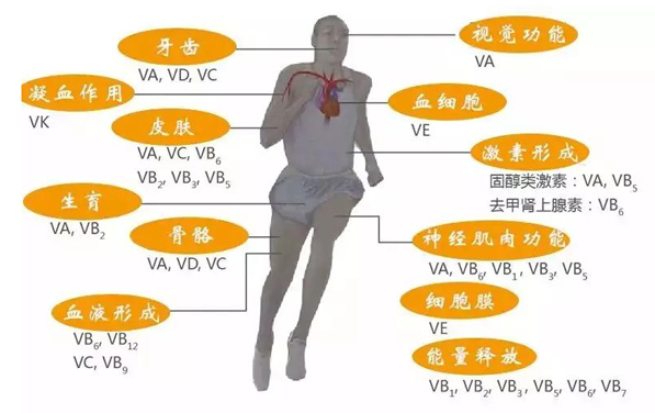 維生素D有多重要？快來了解一下！